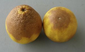 uploads/images/disease/Brown rot of orange.jpg